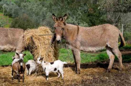 Beginning Farmer Loans: New Microloan Program for Small Farms Image